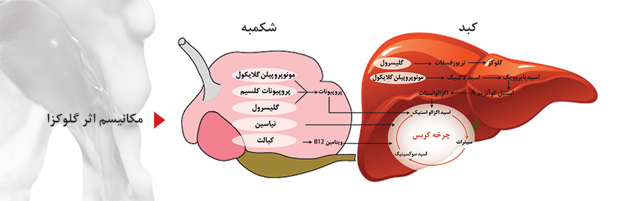 Glucosa t